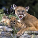 Illustration for article titled Caturday - Puma concolor Edition